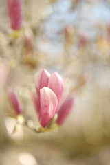 Spring magnolia tree blossom. Selective focus