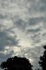 Cielo nublado gris y silueta de árbol