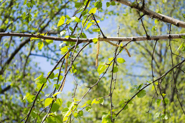 green leaves in spring