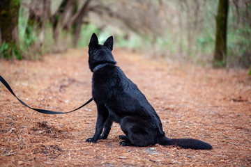 Portrait of Black German shepherd in the park