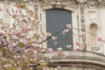 Blossom in St Pauls 10
