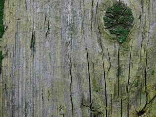 background of old wooden board with peeling paint