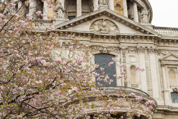 Blossom in St Pauls 9
