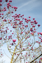 Spring magnolia tree blossom