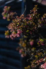 colorful flowers at eastern