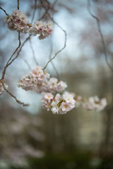 Branch of a blossoming tree with beautiful pink flowers