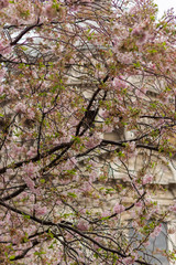 Blossom in St Pauls 5