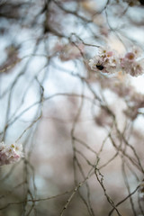 Branch of a blossoming tree with beautiful pink flowers.Humblebee on flower.