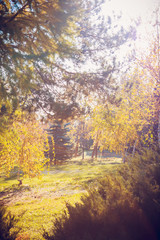 Autumn park, yellow foliage, sunny weather