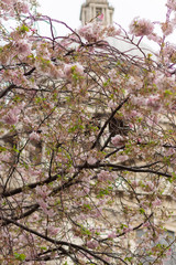 Blossom in St Pauls 3
