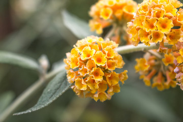 buddleia , butterfly bush or summer lilac 'Sungold' (in german Sommerflieder,...