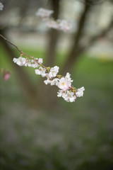 Branch of a blossoming tree with beautiful pink flowers