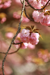 Spiringtime Blossoms