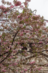 Blossom in St Pauls