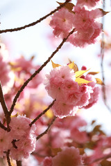 Spiringtime Blossoms