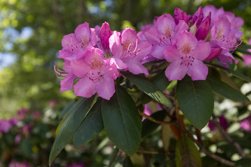 rododendron