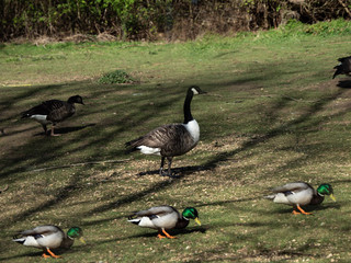 Goose Step
