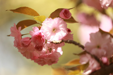 Spiringtime Blossoms
