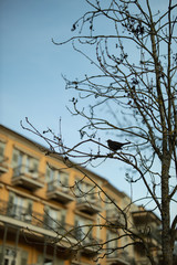 cute bird tit sitting on branch in spring