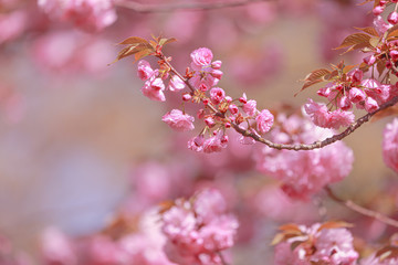 Spiringtime Blossoms