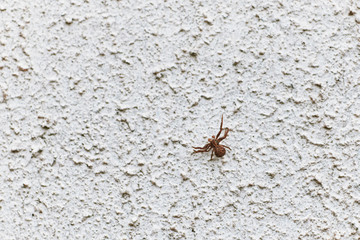 spider crawls on the wall concrete. texture. background.