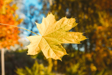 autumn, leaf, fall, maple, nature, tree, leaves, yellow, season, forest, red, orange, color, foliage, bright, branch, plant, park, seasonal, colorful, beautiful, closeup, beauty, colors, sunlight