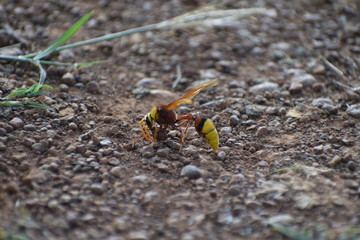 Yellow Potter wasps on ground