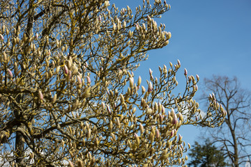 Magnolia tree. Magnolia buds. Magnolia tree branch with flower buds
