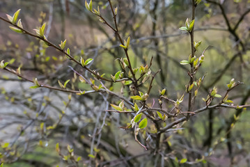 Branch of tree with young leafs. Concept of spring.