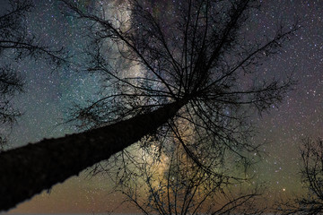 View of the starry sky under a tree