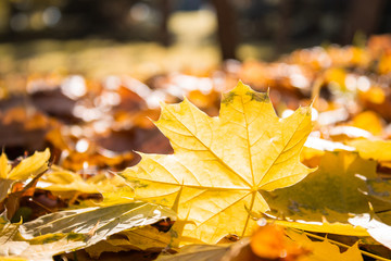 yellow maple leaf lies on the ground