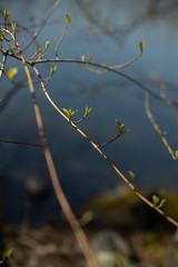Closeup of branch in spring