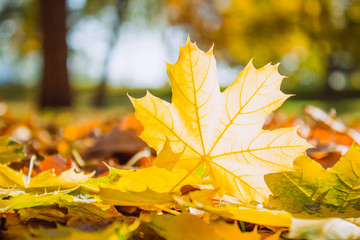 yellow maple leaf lies on the ground