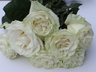 White Pink Roses