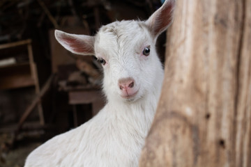 One little white goat on a farm