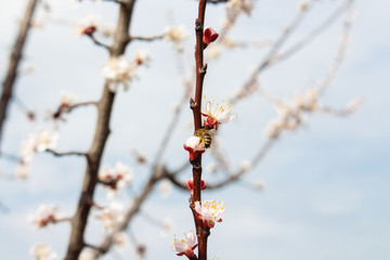 Bloomed kidney. on tree branches. Spring