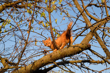 Red kitten on a tree. cat plays and climbed a tree.
