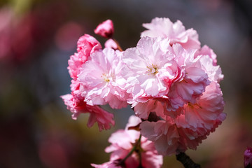 Spiringtime Blossoms