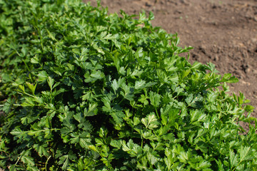 Bush of fresh parsley in the ground, top view closeup with copy space