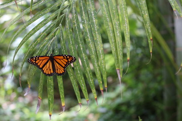 A beautiful monarch butterfly in Gran Canaria in a butterfly house. 