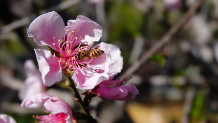 bee on flower