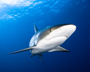 Fototapeta premium Reef Shark Swimming Close Up