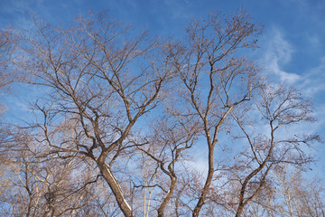 blue sky and winter tree