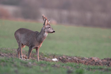 Curious roe deer, capreolus capreolus, buck in spring with new antlers.