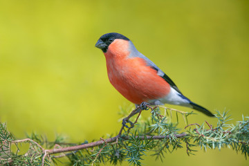 Eurasian bullfinch (pyrrhula pyrrhula) sits on a branch in a forest park ...