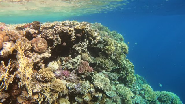 Many fish swim among corals in the Red Sea, Egypt, panorama 4k