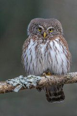 Perching Pygmy Owl (Glaucidium passerinum) in spring