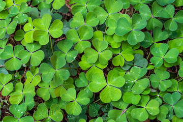 Green clover as a nature background, with rain drops, St. Patrick’s day holiday