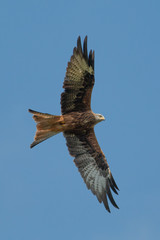 Red kite in flight on a sunny day