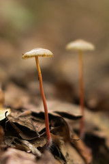 2 little mushrooms